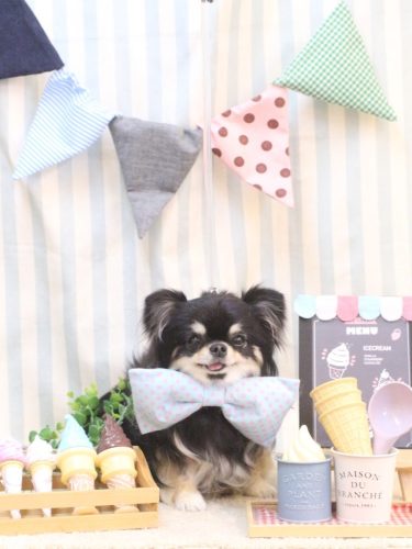 20250531プリンちゃん